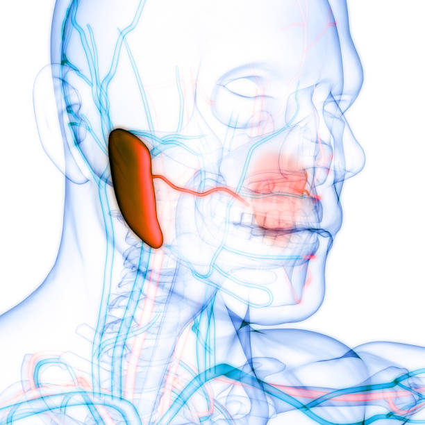 Salivary Gland Surgery